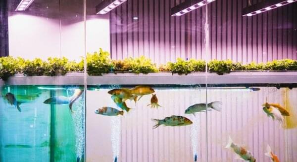 aquaponics