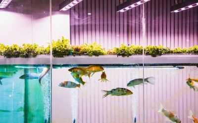 Nitrogen cycle in aquaponics 